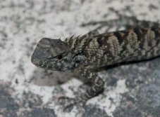 Spesies Iguana Baru...