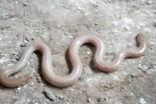 Kemunculan Ular Kepala...