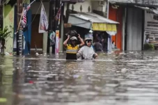 Cuaca Ekstrem, Pohon...