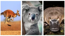 Inilah Penyebab Australia...