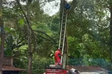 Balita Tewas Usai Disengat...