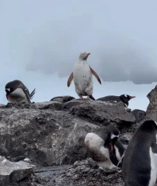 Penguin Putih Langka...