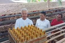 Panen Telur di Desa...