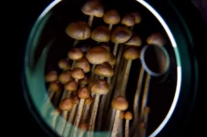 Mengenal Psilocybin...