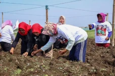 Atikoh Ganjar Tanam...