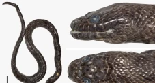 Spesies Hypsiscopus...