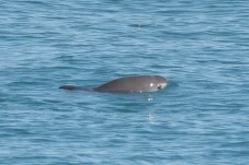 7 Fakta Menarik Vaquita,...