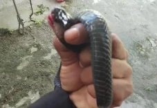Merinding! Ular Kobra...