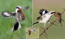Mengenal Butcherbird,...