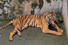 Harimau Sumatera Koleksi...