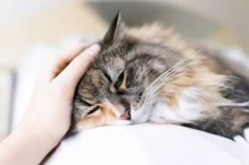 11 Penyakit pada Kucing...