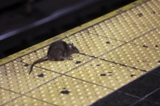 Tikus Menyerang dan...