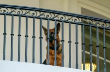 5 Anjing Milik Pemimpin...