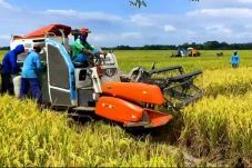 Banjir Beras Impor,...