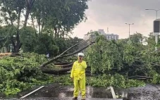 Hujan Angin Tumbangkan...