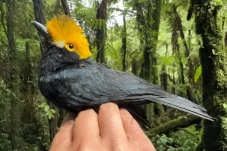 Burung Spektakuler Kembali...