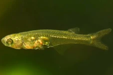 Mengejutkan, Ikan Kecil...
