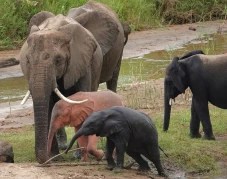 Anak Gajah Berkulit...