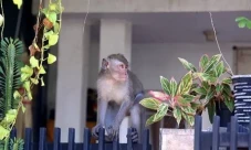 Pakar ITB: Monyet Masuk...