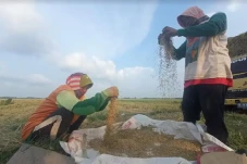 Pilu Hati Petani Grobogan...