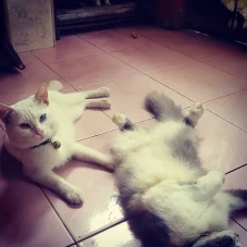 Kenapa Kucing Menghilang...
