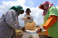 Harga Beras Mencekik,...