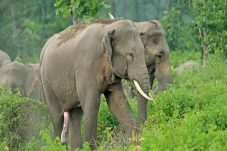 Mirip Manusia, Gajah...