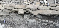 Jejak Fosil Ungkap Kehidupan...