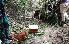 Beri Umpan Kambing,...