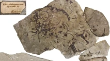 Fosil Dinosaurus Laut...