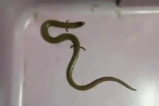 Kemunculan Ular Berkaki...