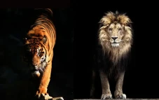 Harimau Lawan Singa...