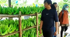 Kisah Klaster Pisang...