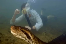 Anaconda Raksasa Ana...