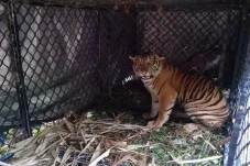 Deretan Harimau di Daerah...