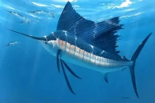 11 Ikan Tercepat di...