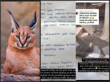 Kucing Hutan Peliharaan...