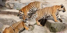 IUCN Pastikan Populasi...
