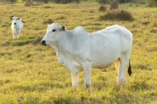 Sapi Termahal di Dunia,...
