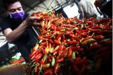 Harga Cabai Merah Naik,...