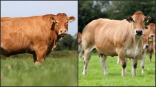 7 Sapi Terbesar di Dunia:...