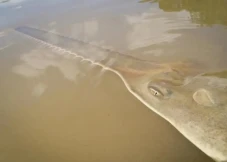 Puluhan Ikan Gergaji...