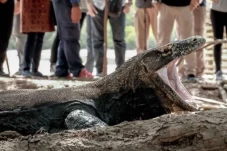 Ngeri! Komodo Gigit...