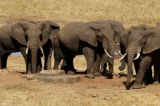 Botswana Ancam Kirim...
