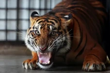 3 Jenis Harimau Terbesar...