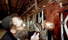 Ritual Kurban Sapi Merah:...