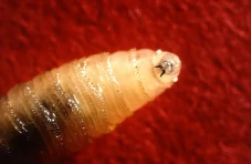 Wabah Larva Lalat Pemakan...