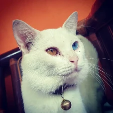 Pelihara Kucing Berisiko...