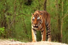 Berapa Sisa Harimau...