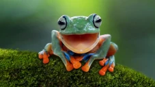 Ilmuwan Buktikan Katak...